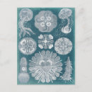 Search for sealife postcards Coastal