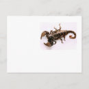 Search for scorpion postcards Funny