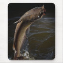 Search for rods mouse mats Nature