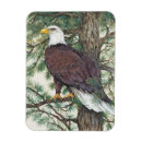 Search for balding magnets Portrait
