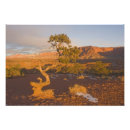 Search for junipers posters Winter