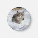 Search for arctic wolf magnets Snow