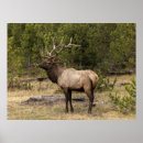 Search for bull elk posters Adam jones