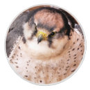 Search for bird knobs and pulls Falcon