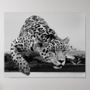 Search for black white leopard posters Leopards