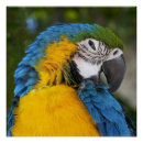 Search for blue and gold macaw posters Nature