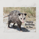 Search for possum birthday cards Mammal