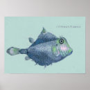 Search for boxfish Reef