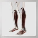 Search for leg muscle art Human