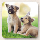 Search for german shepherd coasters Puppy