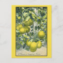 Search for grapefruit postcards Florida