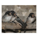 Search for swallow art Cute