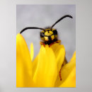 Search for wasps posters Insect