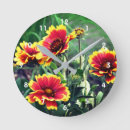 Search for gaillardia Daisies