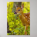 Search for fawn posters Spotted