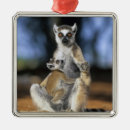 Search for lemur christmas tree decorations Endangered