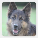 Search for loyalty square stickers Outdoors
