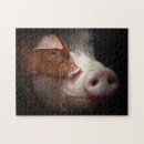 Search for piglets photography Farm