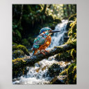 Search for kingfisher posters Bird lover