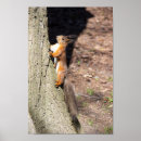 Search for red squirrel posters Cute