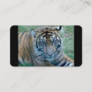 Search for tiger image Zoo