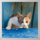 Search for calico cat posters Cute
