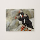 Search for puffin puzzles Seabird