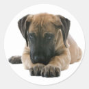 Search for great envelope seals Dog