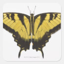 Search for tiger close up stickers Animal
