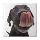 Search for labrador tiles Pet