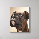 Search for brindle photography Domestic animals