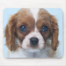Search for background vertical standard mouse mats One animal