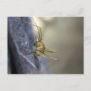 Search for cricket postcards Bug