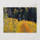 Search for deciduous postcards Autumn