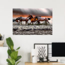 Search for black and white horse posters Stallion