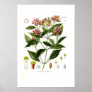 Search for clove posters Flower