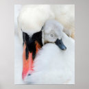 Search for mute swan posters Animals in the wild