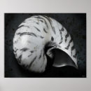Search for nautilus seashell posters Sand