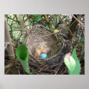 Search for robin egg posters Photography