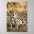 Search for cheetah spots posters Animal