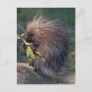 Search for captive postcards Fauna