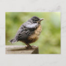 Search for baby birds postcards Robin