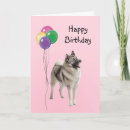 Search for norwegian elkhound Birthday
