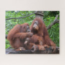 Search for orangutan puzzles Animal family