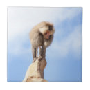 Search for baboons Funny