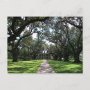Search for oak postcards Oak alley plantation