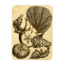 Search for shell magnets Star fish