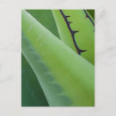 Search for agave vertical postcards Flora