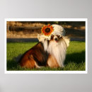 Search for shelties posters Shetland sheepdog