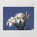 Search for savanah postcards Nobody